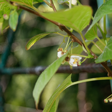 Kiwi, Kiwai 'Ananasnaya' femelle - Actinidia arguta 'Ananasnaya'