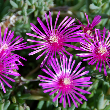 Mesembryanthemum