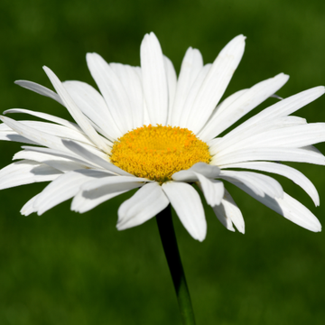 Grande Marguerite Naine - Leucanthemum x Maximum Snow Lady