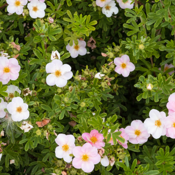 POTENTILLA fructicosa New dawn