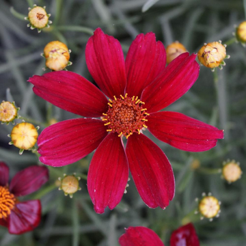 Coreopsis rouge - Coreopsis rosea permatheread red satin