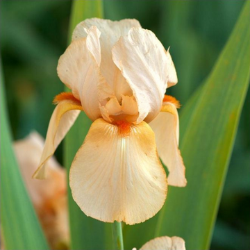 Iris des jardins orange - Iris germanica 'Mme. Francois Debat'
