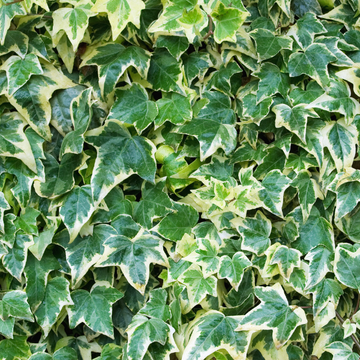 Lierre commun 'Chester' - Hedera helix 'Chester'