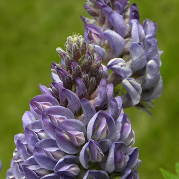 Glycine 'Longwood Purple' - Wisteria frutescens 'Longwood Purple'