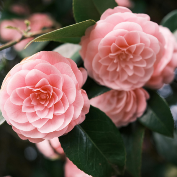 Camélia du Japon 'Nuccio's Cameo'  - Camellia japonica 'Nuccio's Cameo'