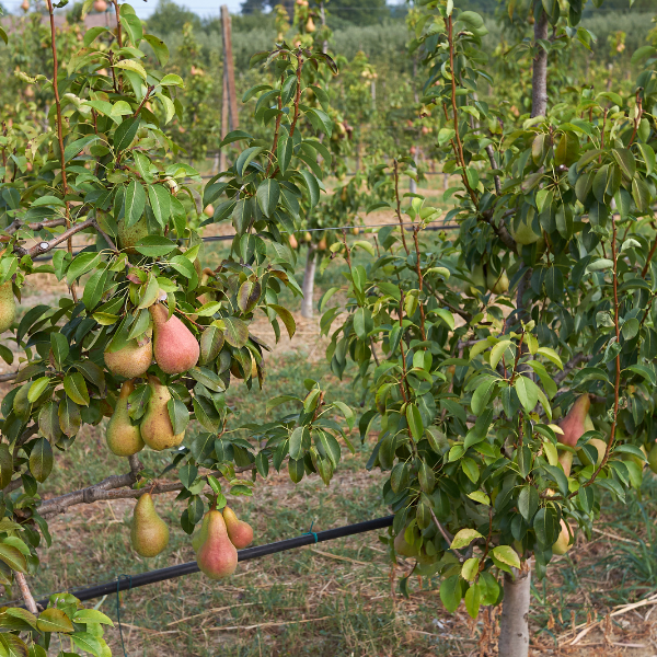 Poirier 'Bonne Louise D'Avranches' - Pyrus communis 'Bonne Louise D'Avranches'