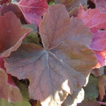 Heuchere Hopscotoh -Heucherella Hopscotoh