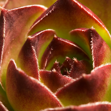Joubarbe à rosette vert orangé - Sempervivum CHICK CHARMS 'Cinnamon Starbust'