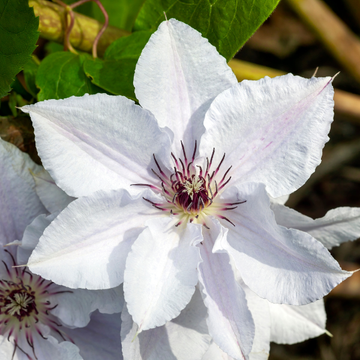 Clematis Snow Queen