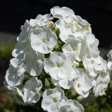 Phlox rampant 'Spring White' - Phlox subulata 'Spring White'