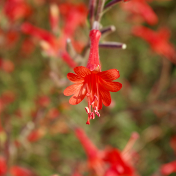 Fuchsia du cap orangé rouge 'Passionate' - Phygelius recta 'Passionate'