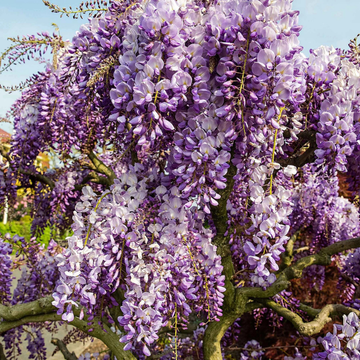 Glycine de Chine 'Prolific' - Wisteria sinensis 'Prolific'