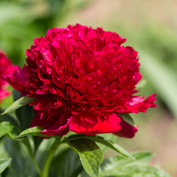 Pivoine Vivace - Paeonia lactiflora