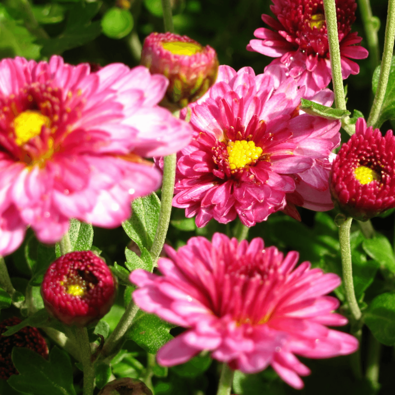 Chrysanthème des fleuristes - Chrysanthemum x grandiflorum - FLEURANDIE