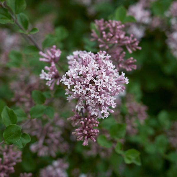 Syringa microphylla 'Superba' - Syringa microphylla 'Superba'
