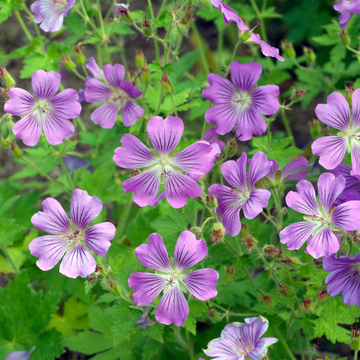Geranium sirak - Geranium 'Sirak'