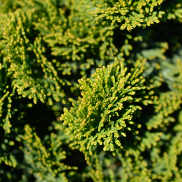 Cyprès hinoki du Japon 'Nana Gracilis' - Chamaecyparis obtusa 'Nana Gracilis'