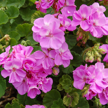 Geranium vivace 'Crystal rose' - Geranium cantabrigiense 'Crystal rose'