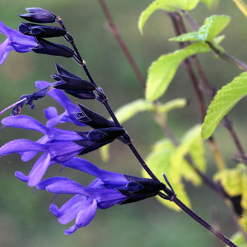 Sauge Fleur Bleue 'Balsaloom' - Salvia Guaranitica Black & Bloom