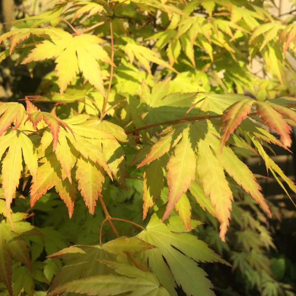 Érable du Japon 'Little Princess' - Acer palmatum 'Little Princess'
