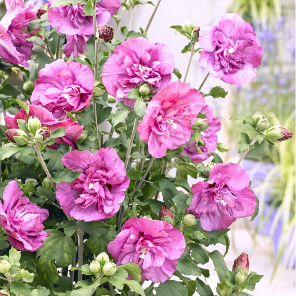 Hibiscus Syriacus Magenta Chiffon (RWOODS5 PBR)
