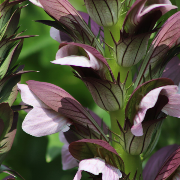 Acanthe Mollis - Acanthus Mollis