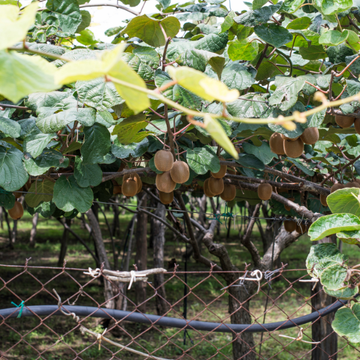 Kiwi auto-fertile, actinidier 'Jenny' - Actinidia chinensis 'Jenny'