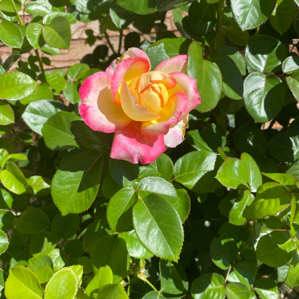 Rosier 'Oriental Peace' - Rosa  'Oriental Peace'