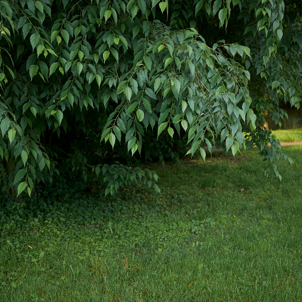Micocoulier de Provence - Celtis Australis