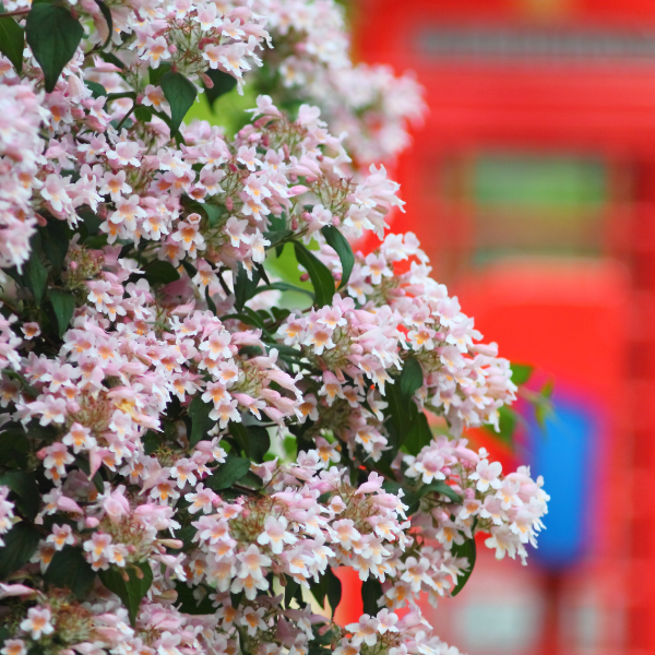 Kolkwitzia amabilis Pink cloud - Kolkwitzia amabilis 'Pink Cloud'