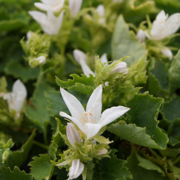 Campanule des murets 'E.H. Frost' - Campanula Poscharskyana 'E.H. Frost'