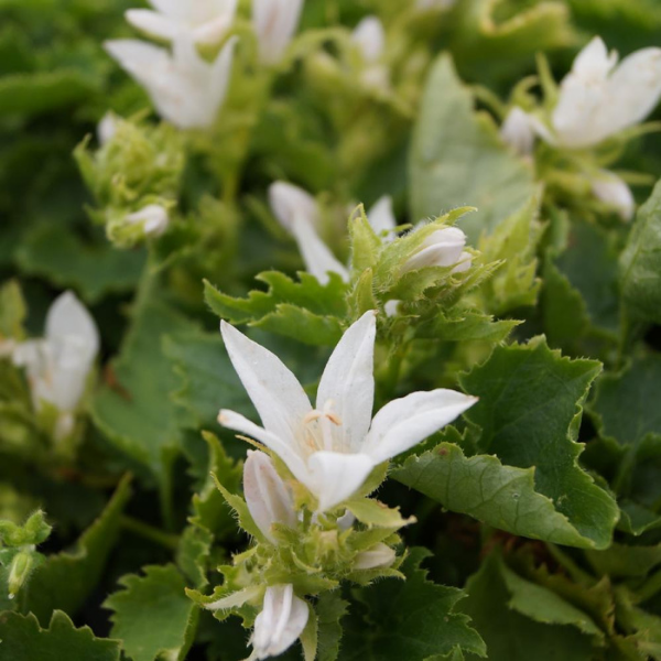 Campanule des murets 'E.H. Frost' - Campanula Poscharskyana 'E.H. Frost'