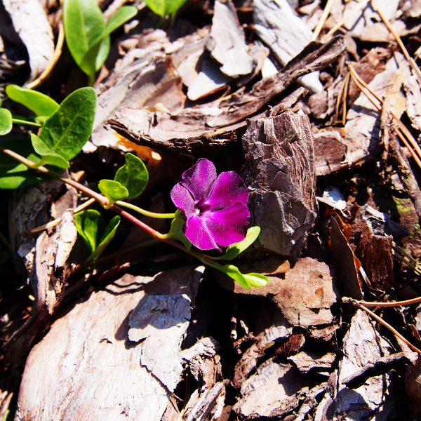 Vinca Minor Verino