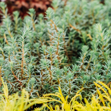 Sedum Reflexum Blue Spruce