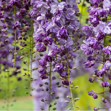 Glycine japonaise 'Violacea Plena' - Wisteria floribunda 'Violacea Plena'