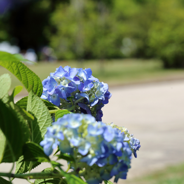 Hydrangea macrophylla variés - Hydrangea macrophylla