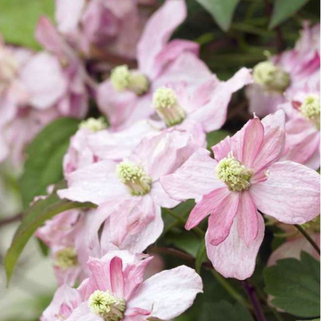 Clematite  montana broughton star - montana broughton star