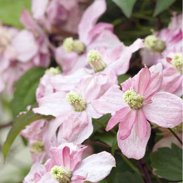 Clematite  montana broughton star - montana broughton star