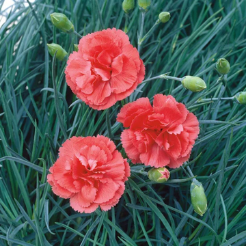 Oeillet Mignardise Saumon Foncé - Dianthus Plumarius 'Diane'