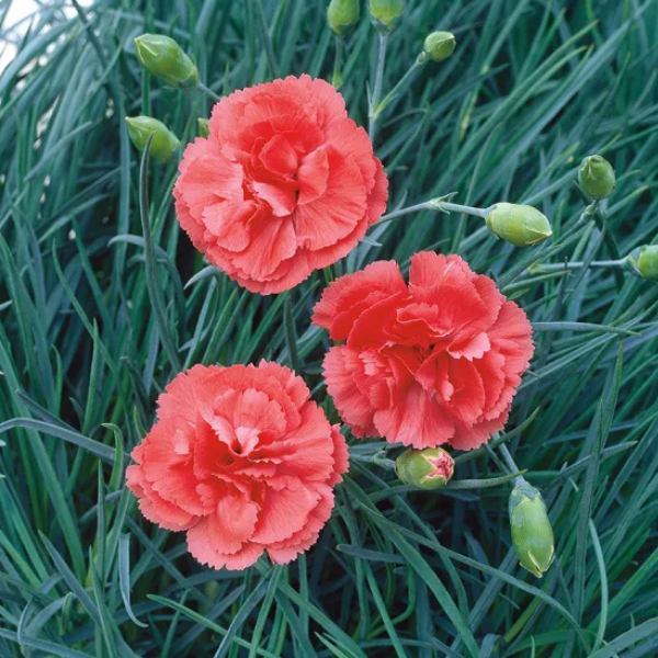 Oeillet Mignardise Saumon Foncé - Dianthus Plumarius 'Diane'