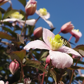 Clématite des montagnes 'Mayleen' - Clematis montana 'Mayleen'
