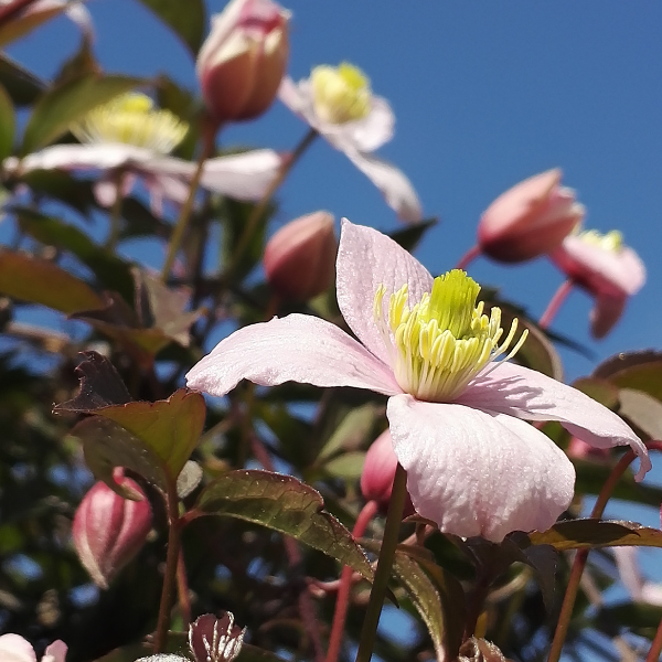 Clématite des montagnes 'Mayleen' - Clematis montana 'Mayleen'