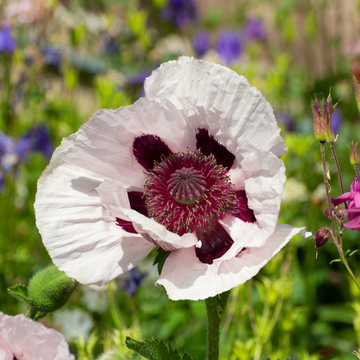 Pavot d'orient 'Royal Wedding' - Papaver orientalis 'Royal Wedding'
