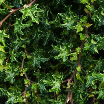 Hedera Helix Ivalace