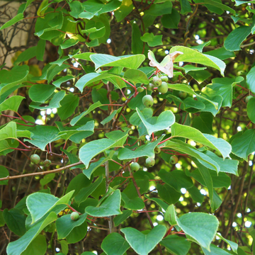 Kiwi, Kiwai  -mâle Actinidia arguta