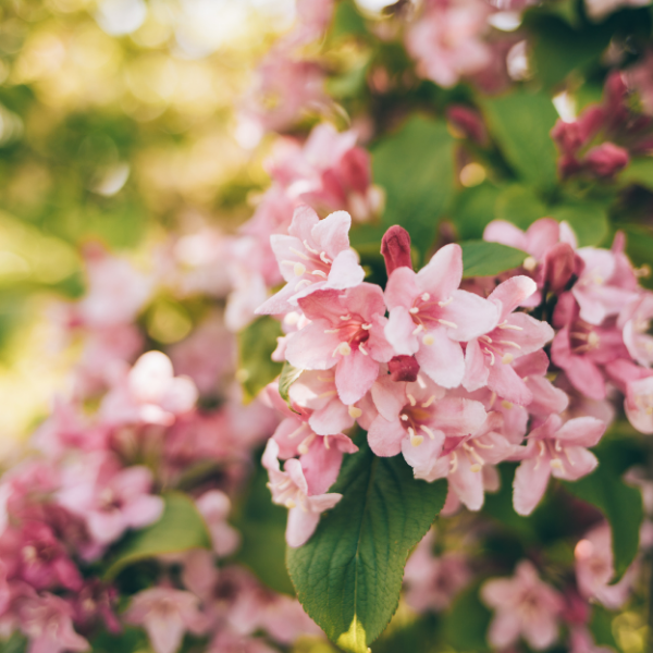 Weigela 'Carnaval'® - Weigela 'Carnaval'®