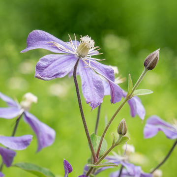 Clematite arabella