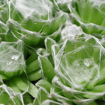 Joubarbe à toile d'araignée - Sempervivum arachnoideum subsp. tomentosum