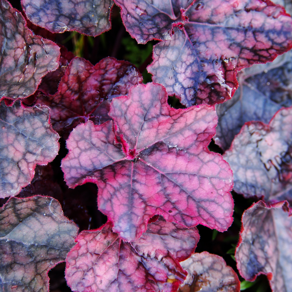 Heuchère 'Mulberry' -  Heuchera 'Mulberry'