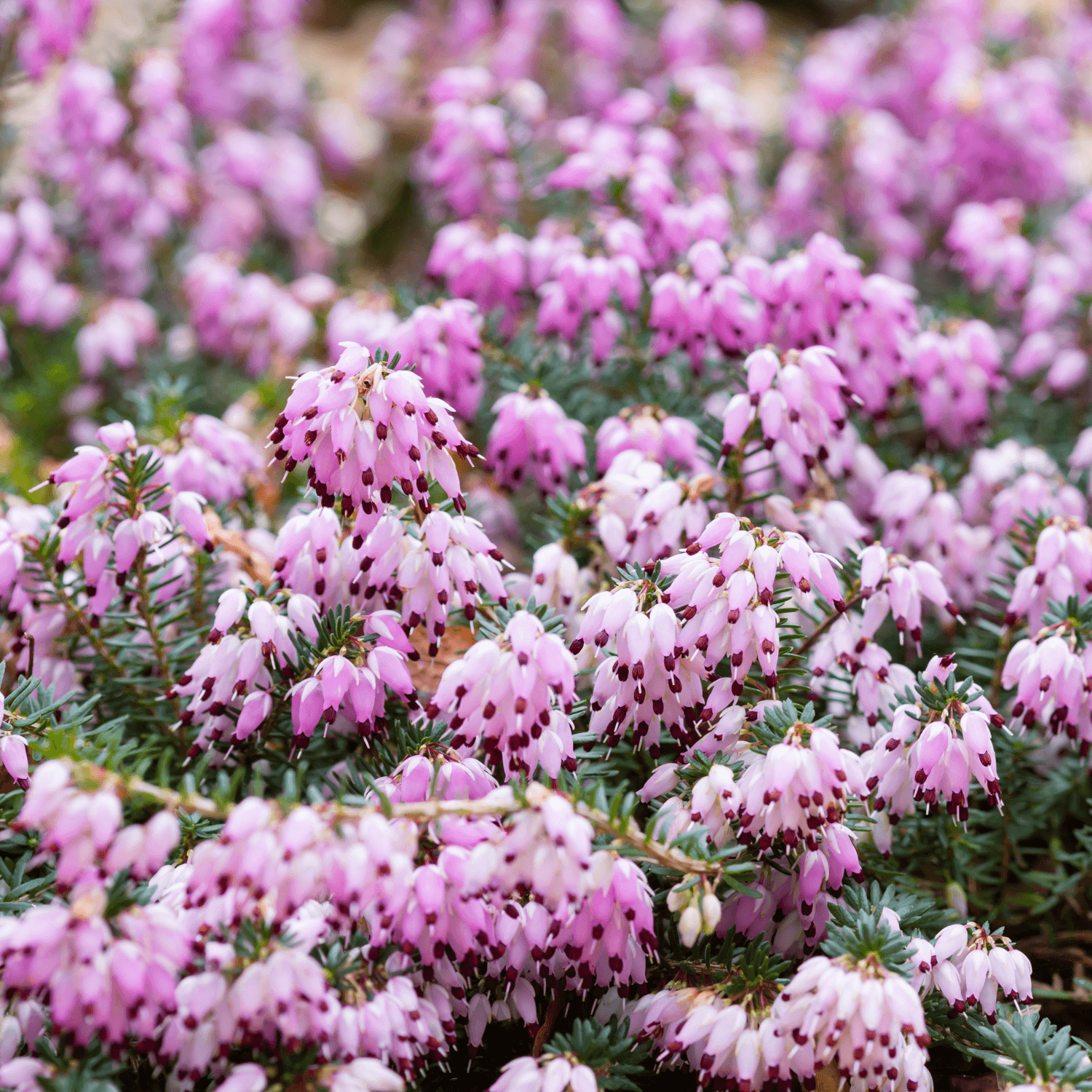 Bruyère des neiges 'Darley Dale' - Erica darleyensis 'Darley Dale' - FLEURANDIE